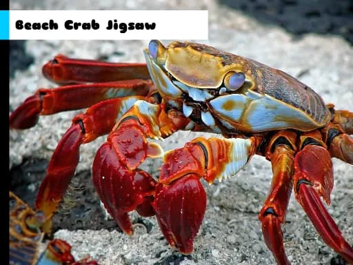 Plaj Yengeci Yapbozu
